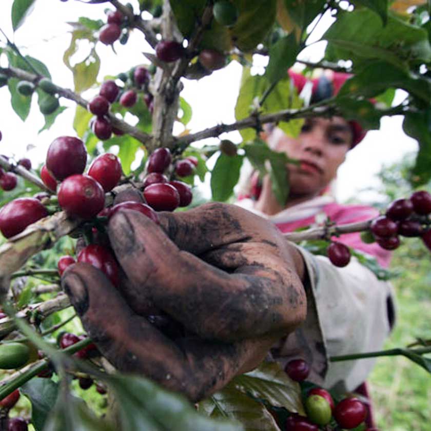 Coffee Harvesting