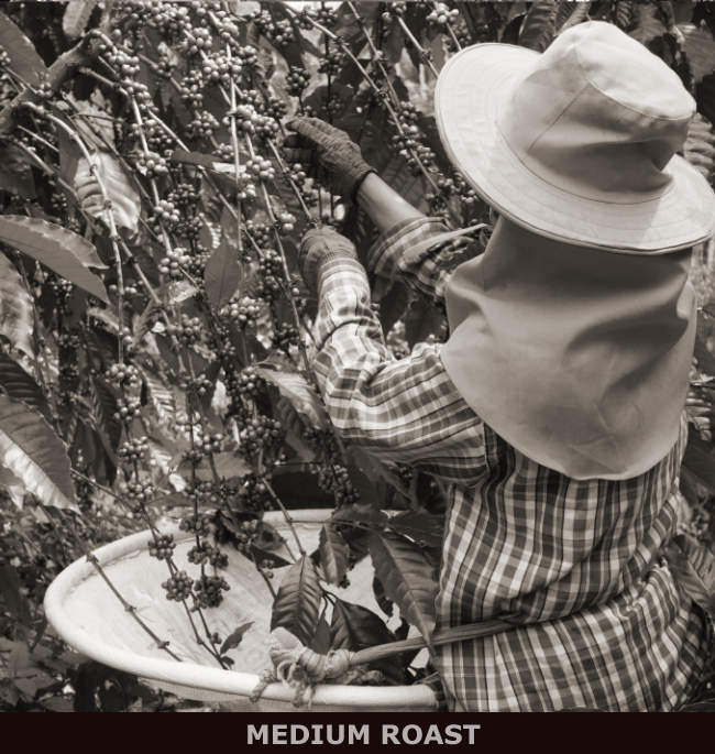 Sumatra Coffee Picker
